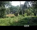 Ollapalalam,panamanna, 800mtrs near sree sankaranarayana temple,t
