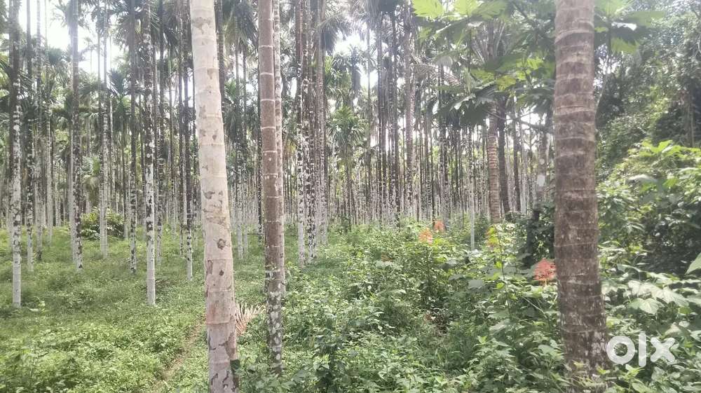 5.15 acre plain land with agricultural 1000 areca nut plant