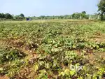 Pure Agricultural lands sale at pavagada