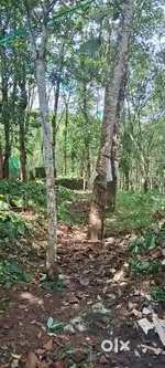 60 cent Rubber tree land Near Upcoming Erumely Airport