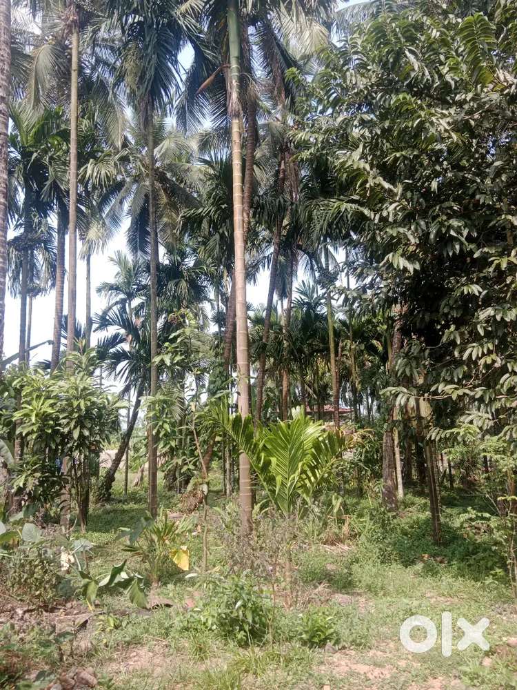 3200arecunut 600rubber trees 50 cocunt