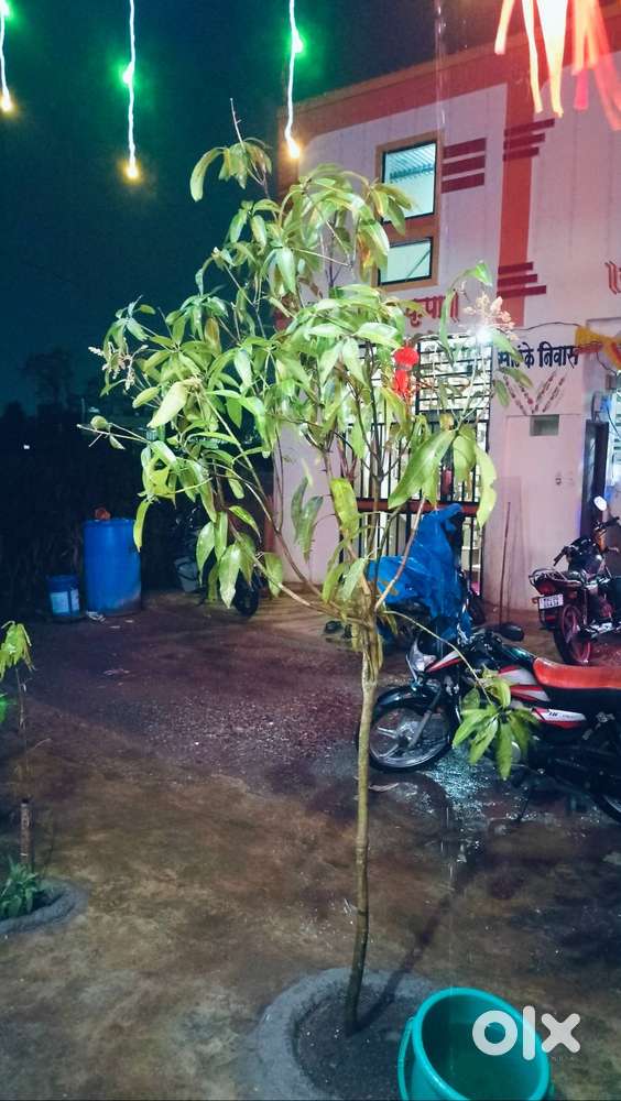 Hf Dulux Best bike BS6