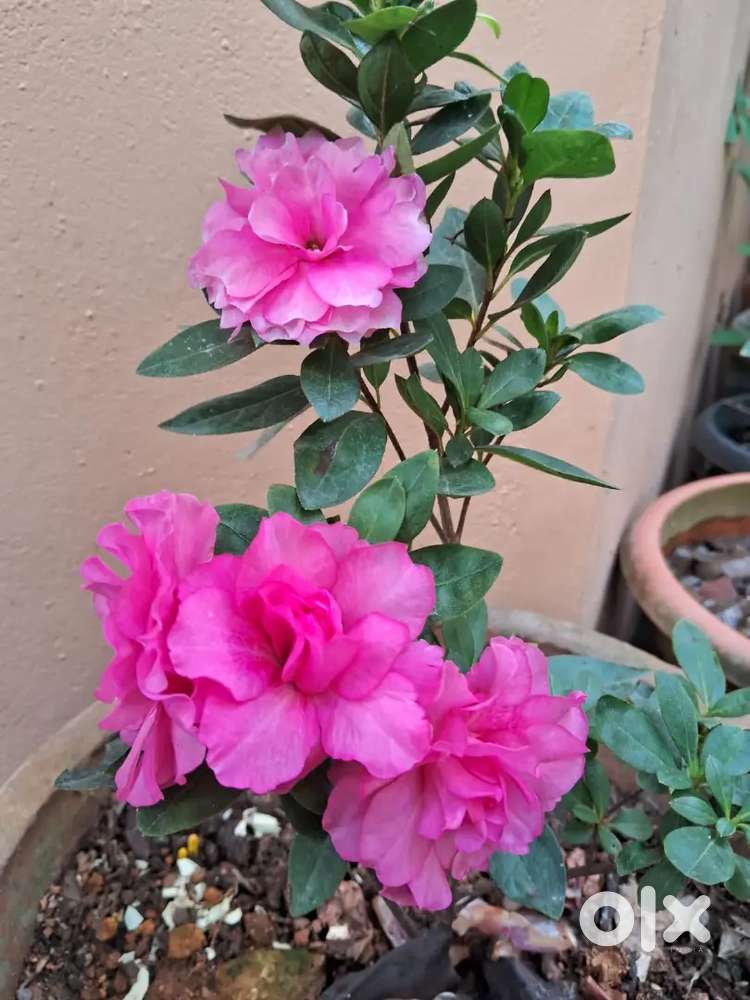 PG at Nanthencode(Ladies)