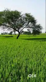 Agriculture farm land