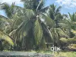 Coconut farm sale