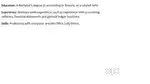 Accountant - Male