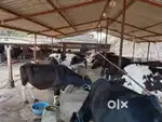 डेयरी फार्म पे काम करना है निचे पद ले पूरा