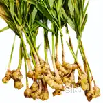 High Quality Local Ginger Seeds for Sale