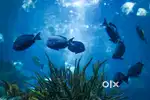 URGENT AQUARIUM CLEANER REQUIRED