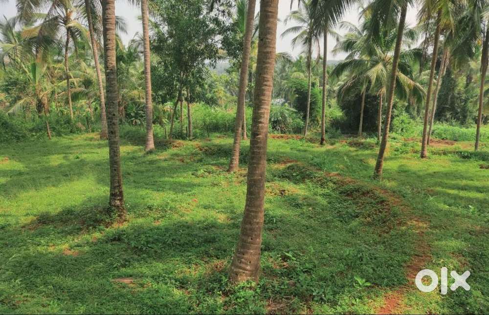8.75 Cent Residencial Land For Sale At Alavil, Kannur (Ml)
