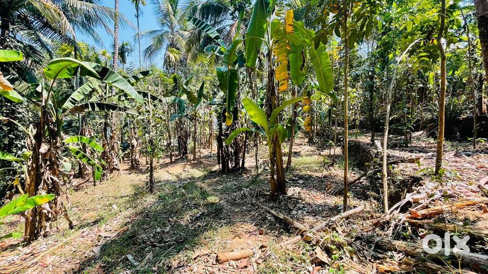 50 സെൻ്റ് പ്ലോട്ട് വില്പനയ്ക്ക് പയ്യാവൂർ ടൗണിൽ