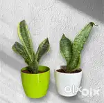 Air Purifier/ Oxygen Plants (Set of 2)