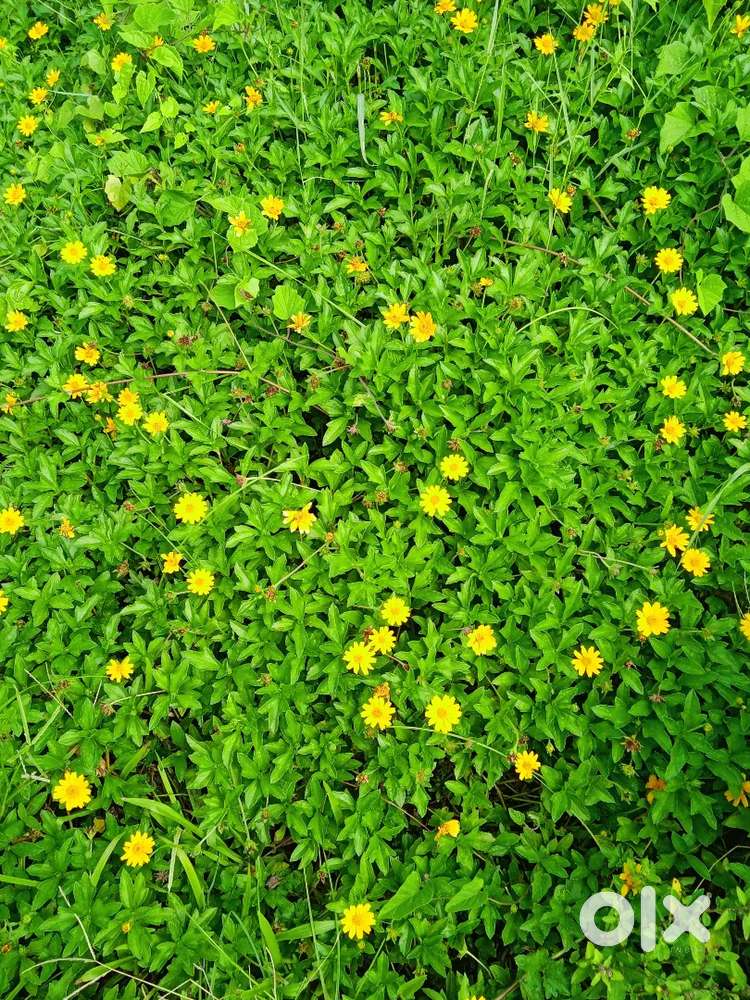 ഓമല്ലൂർ അമ്പലത്തിനുസമീപം 40cent പുരയിടം