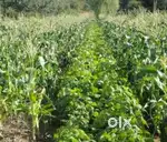Agriculture land for sale