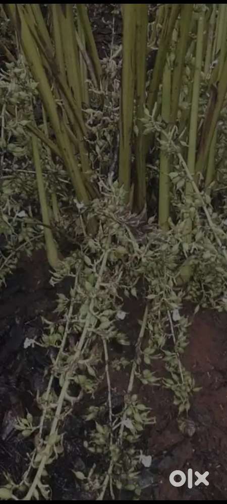 Erattayar near land  for sale(pattyam)