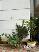 Pet caretaker