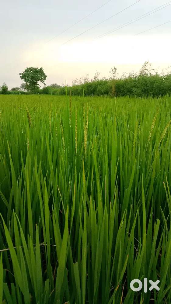 खेती है  1700000 रु