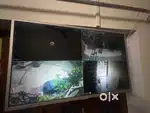 LG led tv 32”