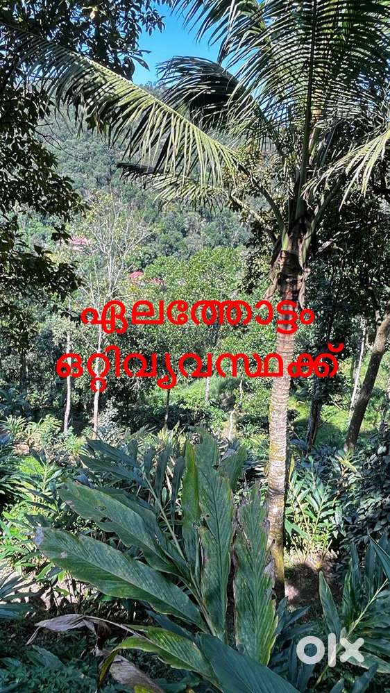 ഏലത്തോട്ടം ഒറ്റിവ്യവസ്ഥക്ക്