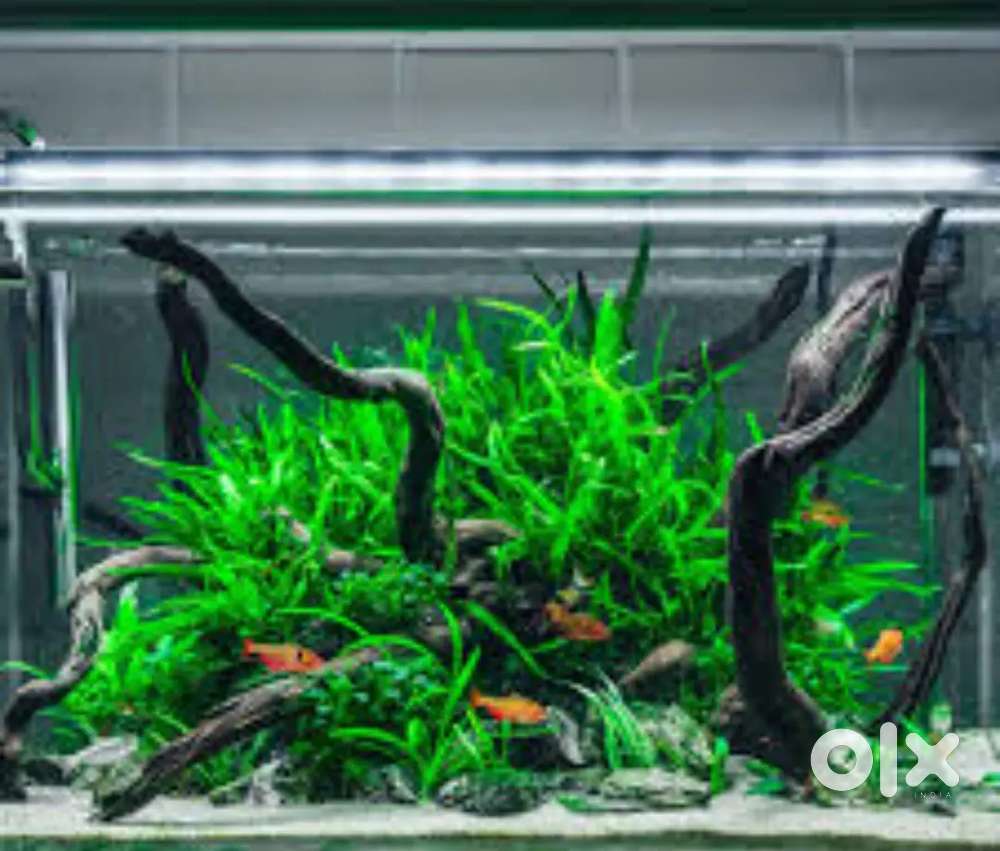 Aquariyum setting, Aquarium cleaning, planted aquariyum setting
