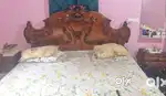 Tickwood orignal wooden bed and a nice design