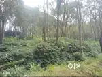 Land for Sale in Mudigere, Chikkamagaluru Land for Sale!  - 4 acres