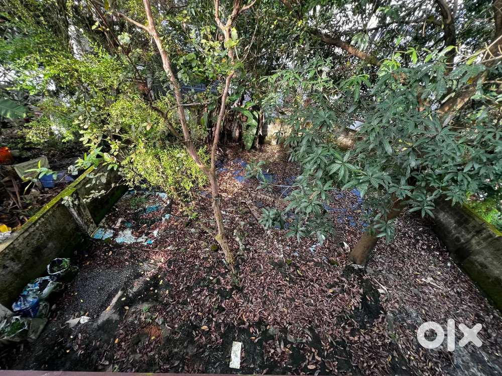 2.900 cent @kathrikadavu