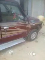 Sumo gold star