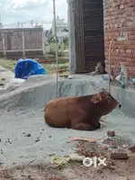 अपने सपनों का घर