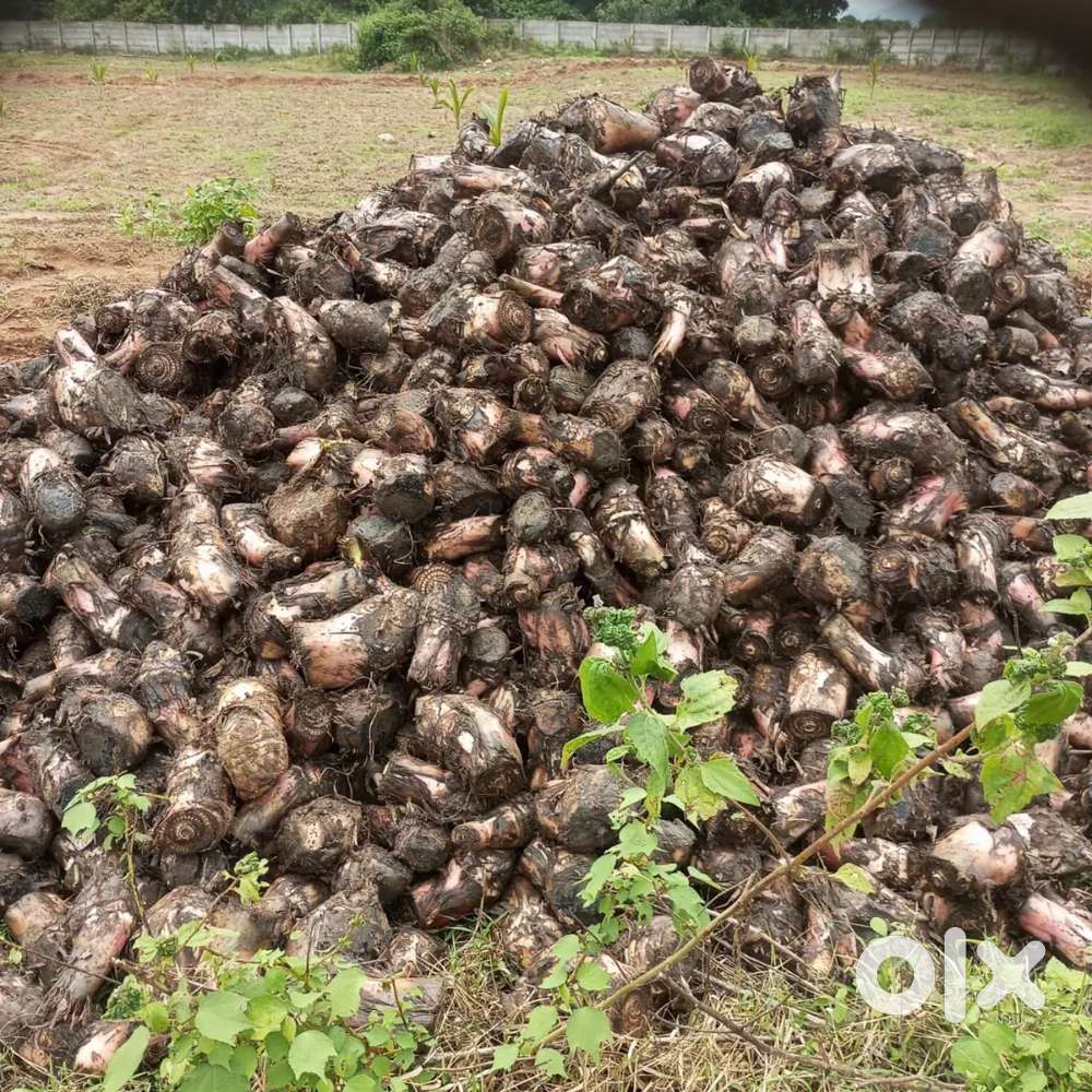 అతి తక్కువ ధరకే అధిక దిగుబడినిచ్చే అగర్ ఉడ్ ఫార్మ్ ల్యాండ్స్