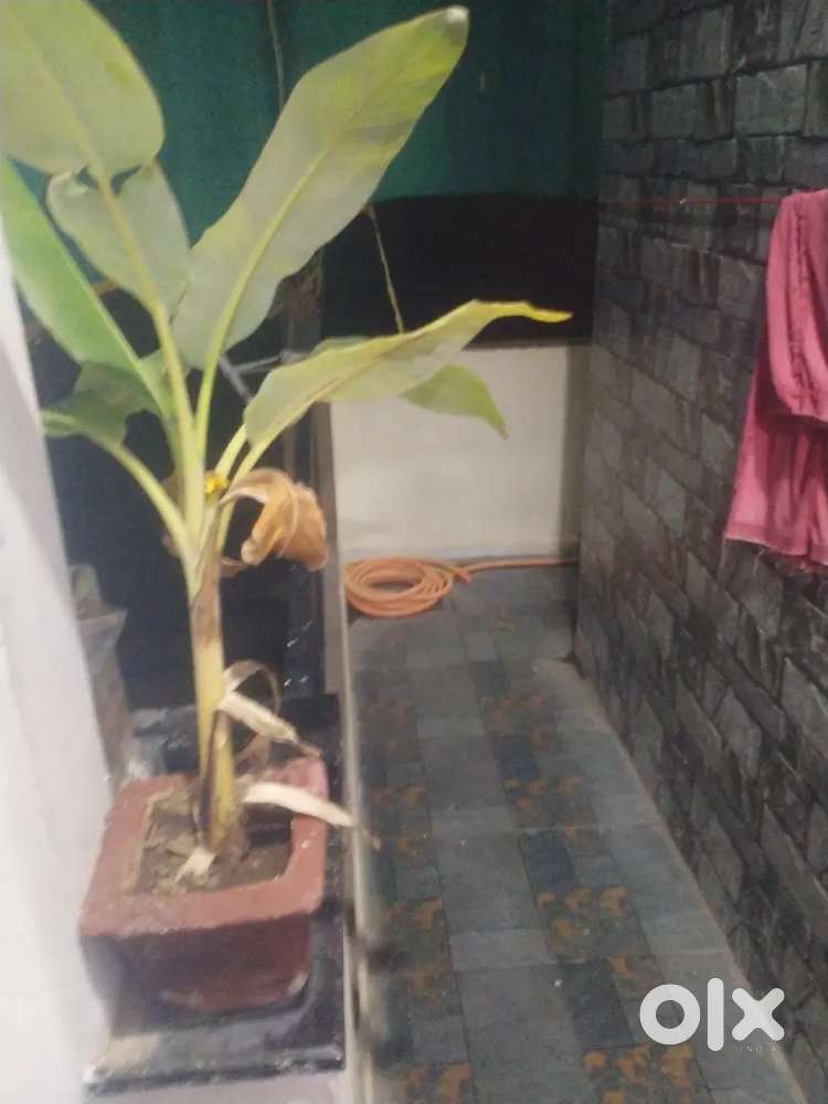 Rent required urgently