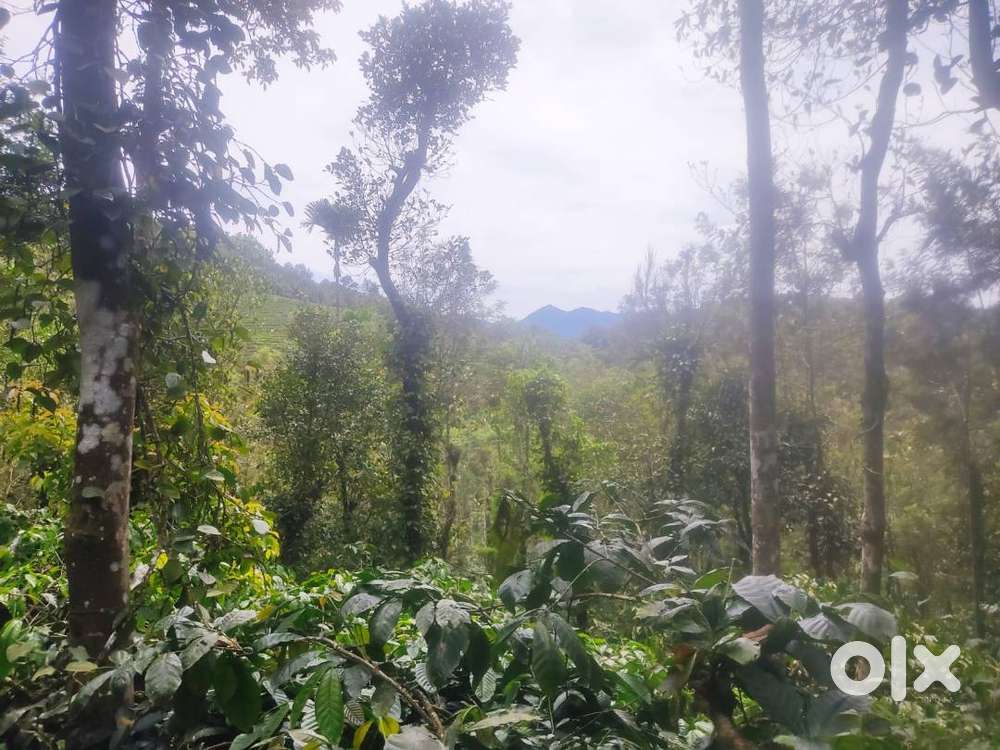 Your Dream 2-Acre Retreat in Kappattumala, Perya, Wayanad