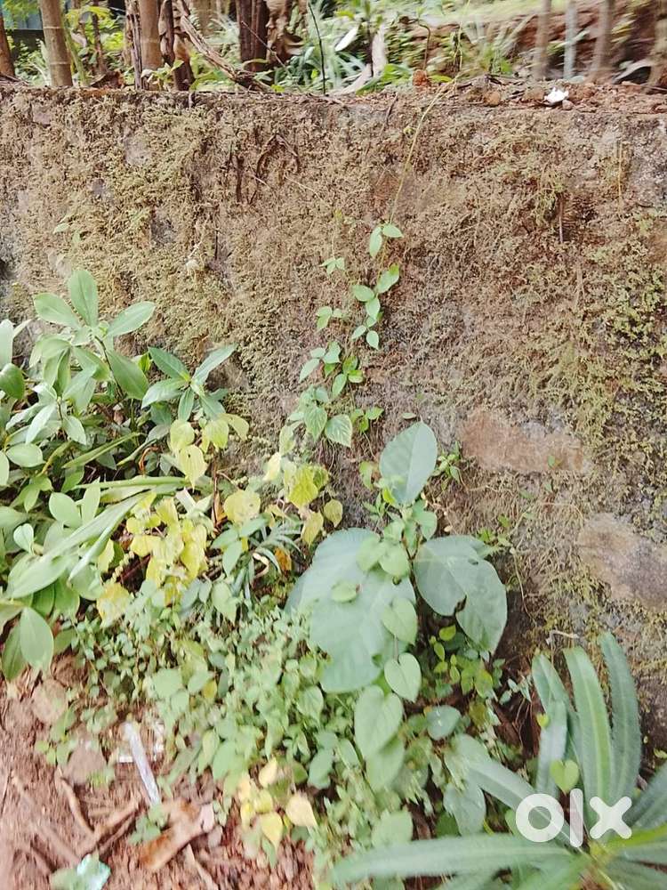 9.5 CENT LAND FOR SALE MANARI THIRUVANNUR CALICUT