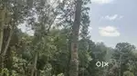 64 Cent farm land for sale near thandigudi, kodaikanal