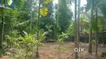 Angamaly Pulyanam 4 km Bus route 150 metres 5,6,8,10 CENT PLOT