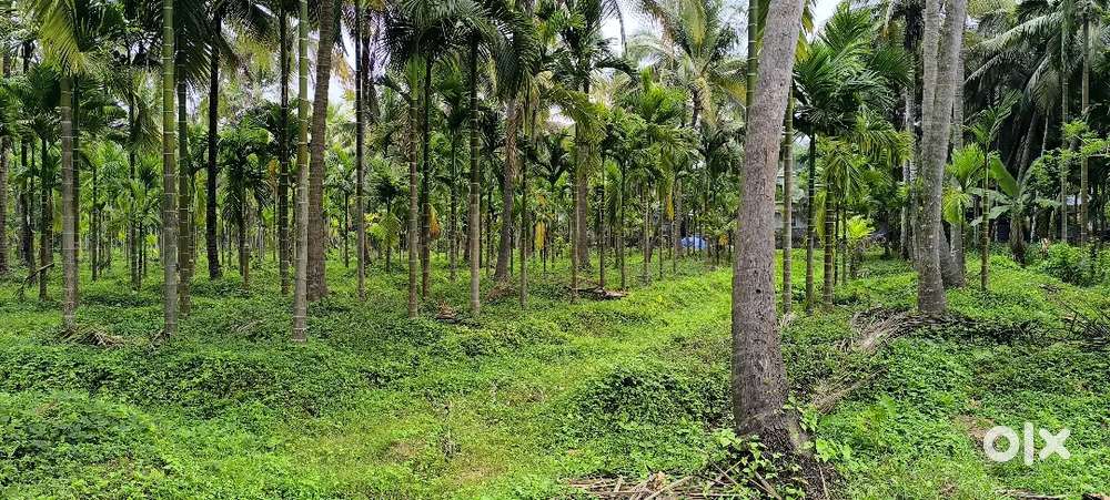 തെങ്ങിന് തോട്ടം... + കവുങ്ങ്