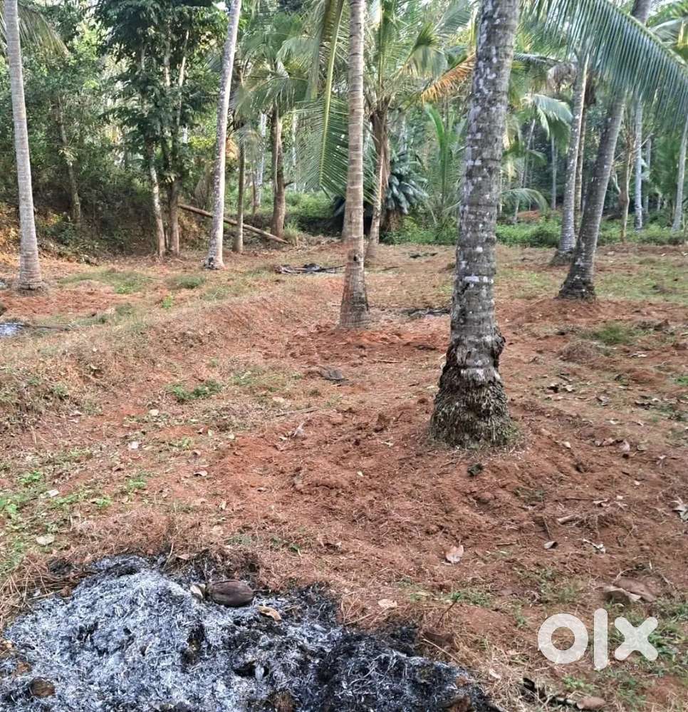 20 cent road side plot, gate bazar, palath, kuruvatoor, 3lakh/cent