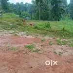 55സെന്റ് വസ്തു വില്പനക്ക് തൊടുപുഴ കാഞ്ഞിരമറ്റം
