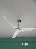 Ceiling Fan on Sale