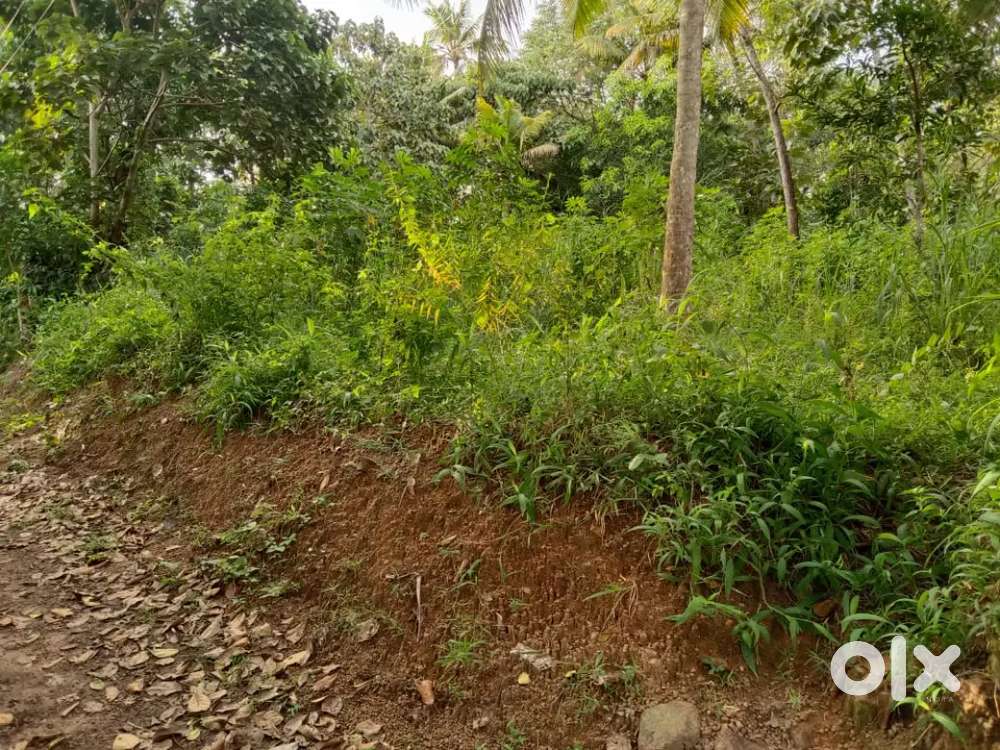 15 cent plot for sale near NH. plot aera kavalayoor road sankaranmukku