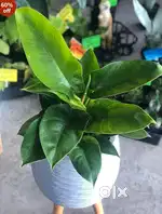 Male & Female urgent