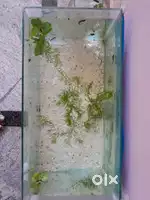 2 feet fish tank with free sticker T.Dasarahalli
