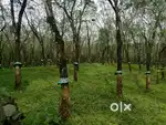 House plot Minippady Kothamangalam മിനിപ്പടി കോതമംഗലം