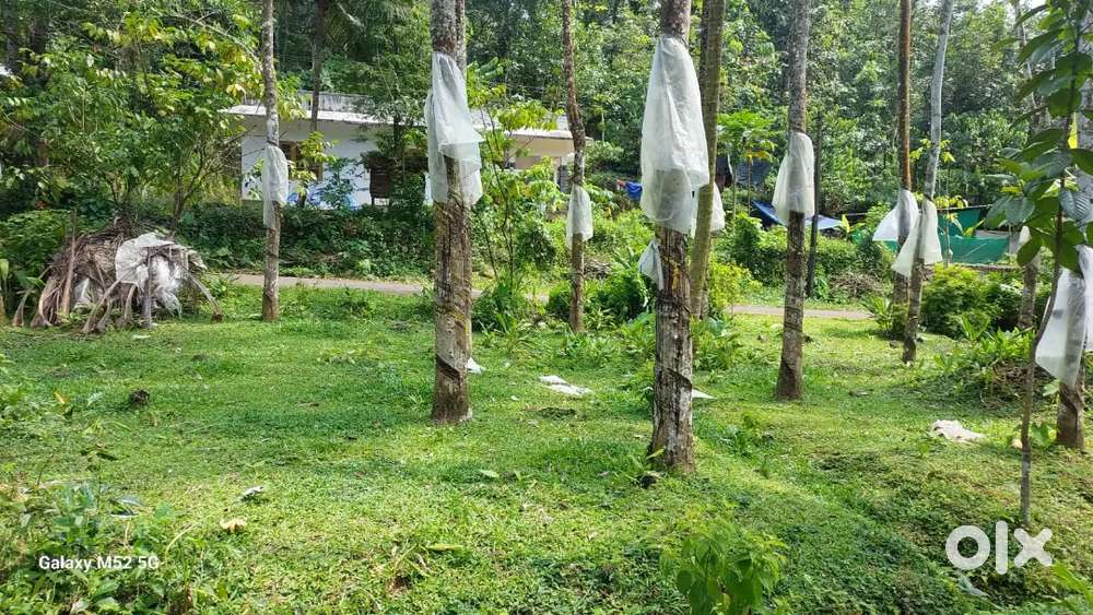 Fifty cent land property for sale near poovarany.