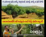 Farm land 10 Guntas or 1210 sq.yards or 1/4 Acre sale at Narayankhed