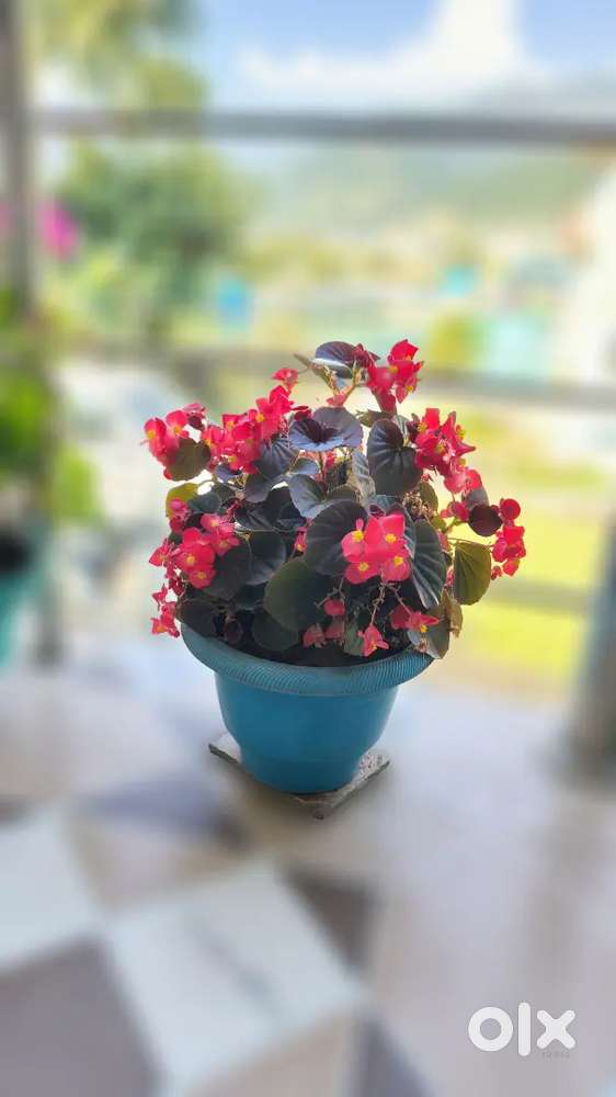Healthy Wax Begonia with Pot  Flowering & Ready to Decorate