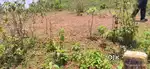 Plot selling at Koraput