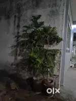Fresh & Lush 6ft Christmas Tree Plant for Sale
