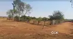 1.1 acre land with lush green plants with fencing in new raipur