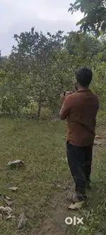 Cashew Trees 90cents land for sale